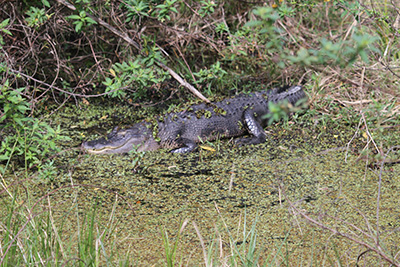 alligator